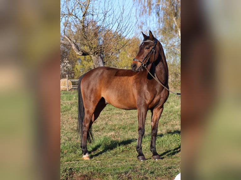 NRPS Hongre 9 Ans 148 cm Bai in Alzenau in Unterfranken