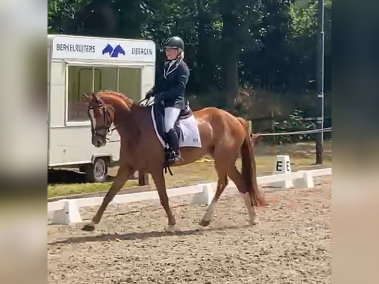 NRPS Hongre 9 Ans 162 cm Alezan in Eibergen