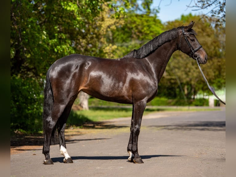 NRPS Hongre 9 Ans 168 cm Bai brun in Békéscsaba