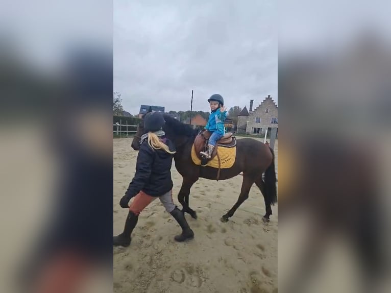 NRPS Croisé Jument 10 Ans 143 cm Bai brun foncé in Oppuurs