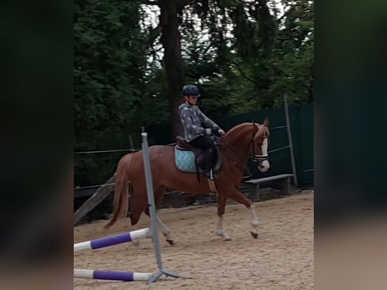 NRPS Jument 10 Ans 148 cm Alezan in Lülsfeld