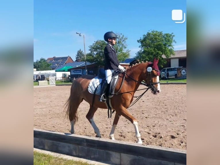 NRPS Jument 10 Ans 148 cm Alezan in Lülsfeld