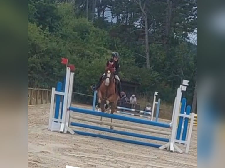 NRPS Jument 10 Ans 148 cm Alezan in Lülsfeld