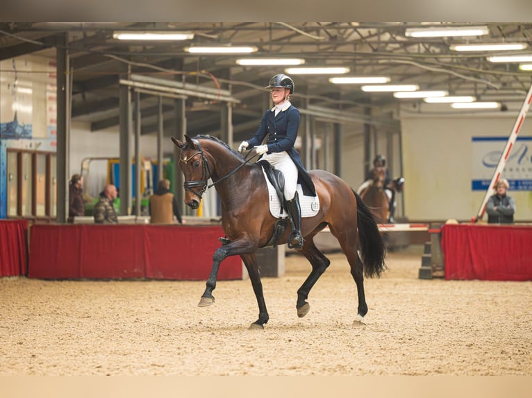 NRPS Jument 10 Ans 172 cm Bai in SilvoldeSilvolde
