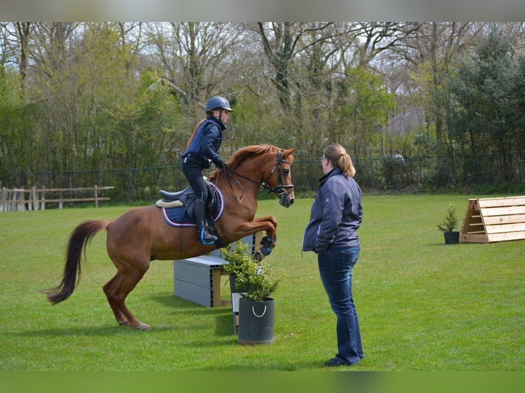 NRPS Jument 11 Ans 138 cm Alezan brûlé in Nettersheim