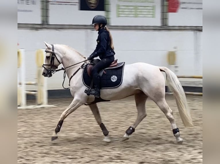 NRPS Jument 11 Ans 146 cm Palomino in Kortrijk