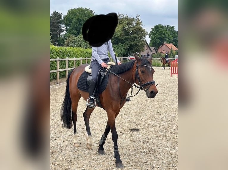 NRPS Jument 11 Ans 148 cm Bai in Nuth