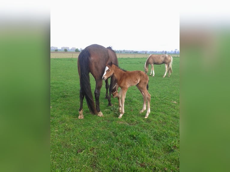 NRPS Jument 11 Ans 163 cm Bai in Zevenaar