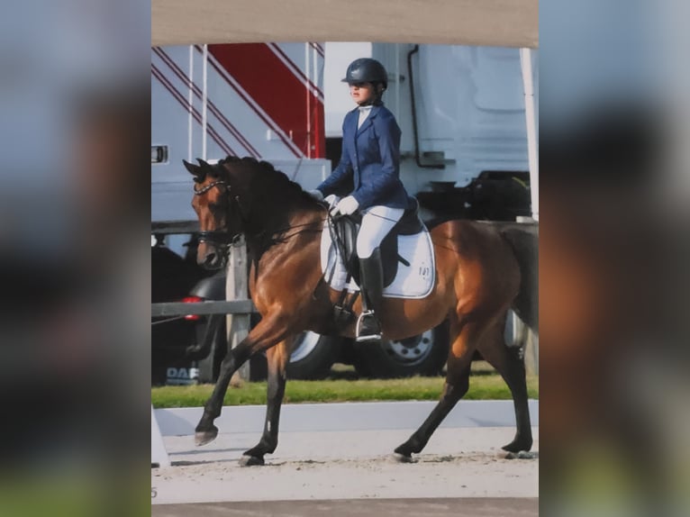 NRPS Jument 12 Ans 146 cm Bai in ArnemuidenArnemuiden