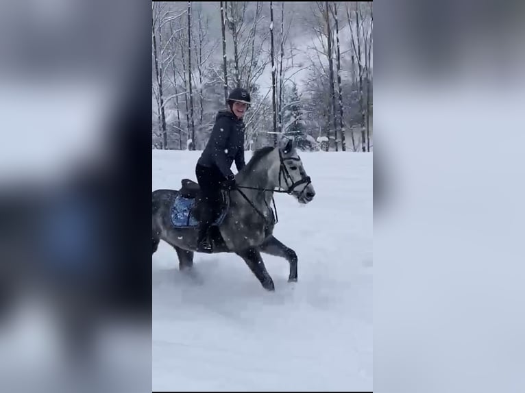 NRPS Jument 12 Ans 147 cm Gris pommelé in Elsbethen