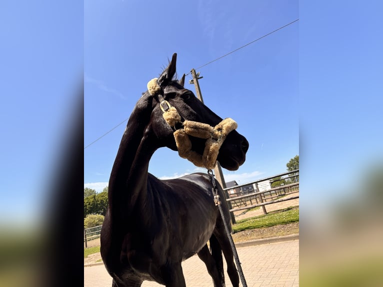 NRPS Jument 12 Ans 154 cm Noir in Vilvoorden