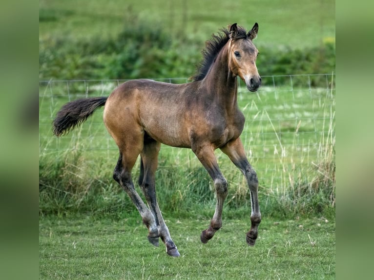 NRPS Jument 12 Ans 163 cm Buckskin in Velp