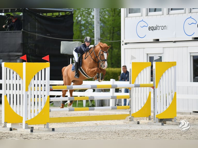 NRPS Jument 13 Ans 148 cm Alezan brûlé in Cremlingen