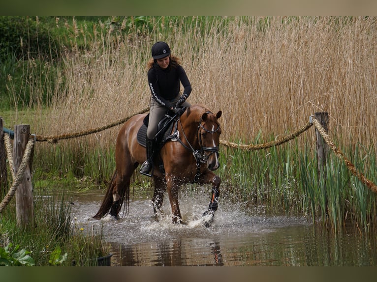 NRPS Jument 13 Ans 170 cm Alezan in Hilvarenbeek