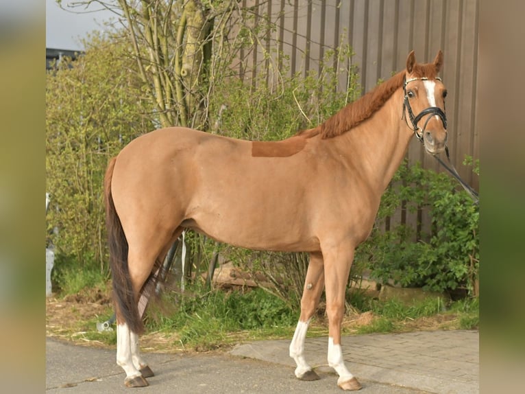 NRPS Jument 14 Ans 148 cm Alezan in Geilenkirchen