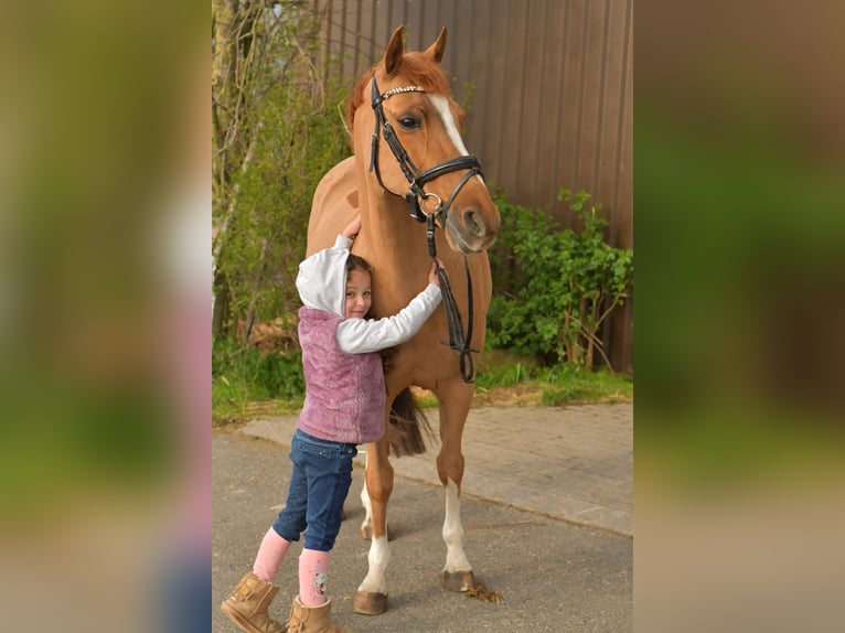 NRPS Jument 14 Ans 148 cm Alezan in Geilenkirchen