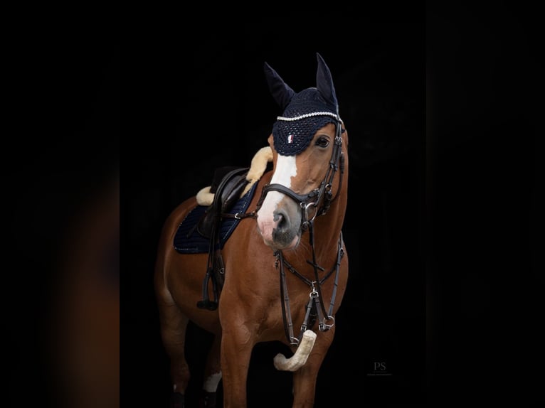 NRPS Jument 14 Ans 158 cm Alezan in Waldfeucht