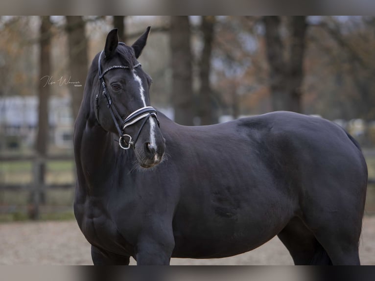NRPS Jument 14 Ans 175 cm Bai brun in Woudenberg