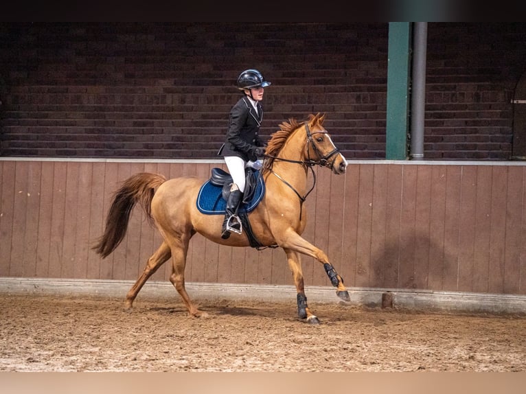 NRPS Jument 15 Ans 142 cm Alezan in Emblem