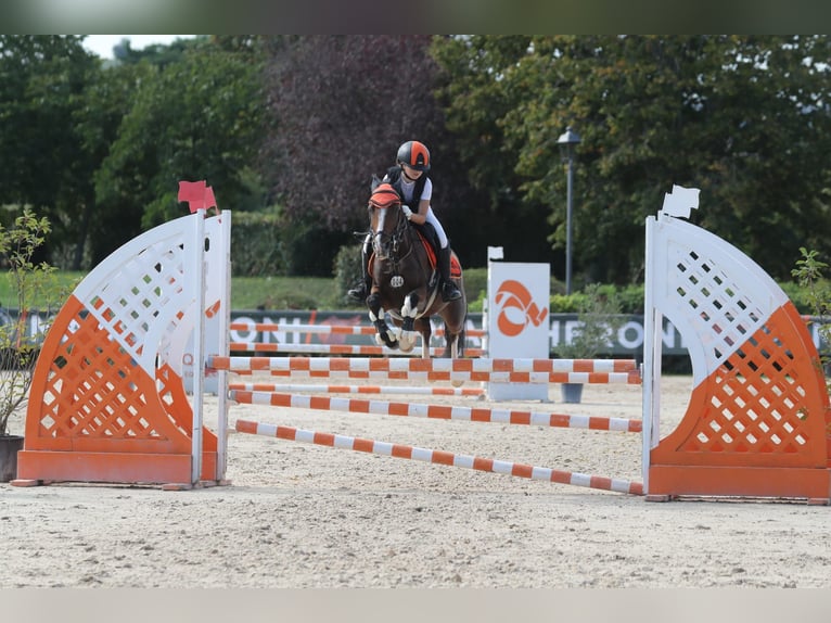 NRPS Jument 16 Ans 139 cm Bai in Bologna