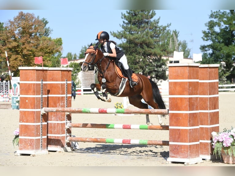 NRPS Jument 16 Ans 139 cm Bai in Bologna