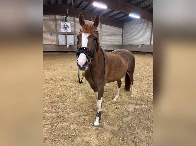 NRPS Jument 16 Ans 147 cm Alezan in Bad Sassendorf