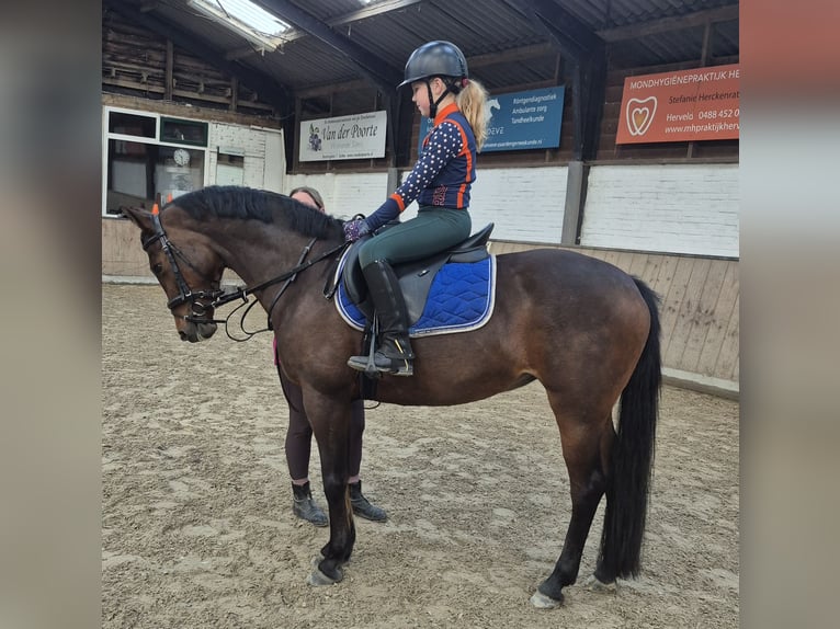 NRPS Jument 16 Ans 147 cm Bai in Hemmen