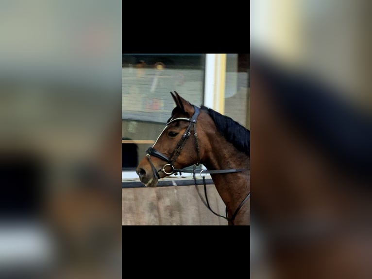 NRPS Jument 16 Ans 147 cm Bai in Hemmen