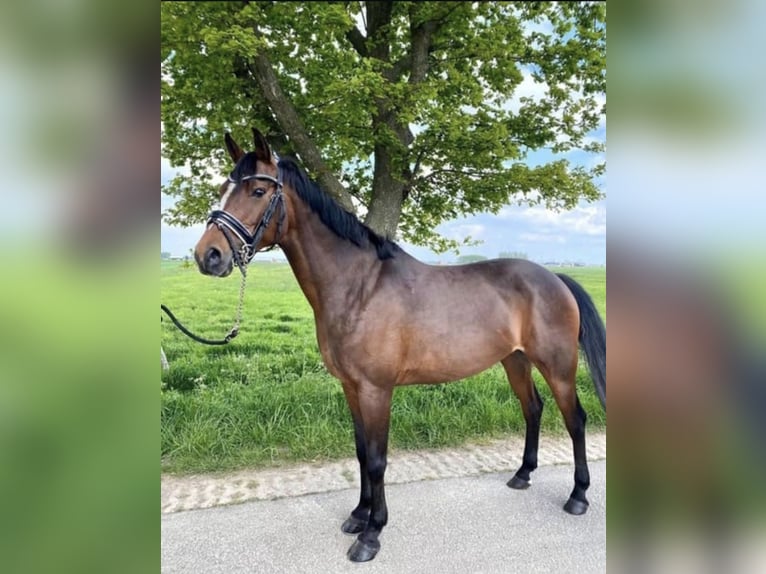 NRPS Jument 16 Ans 147 cm Bai in Hemmen