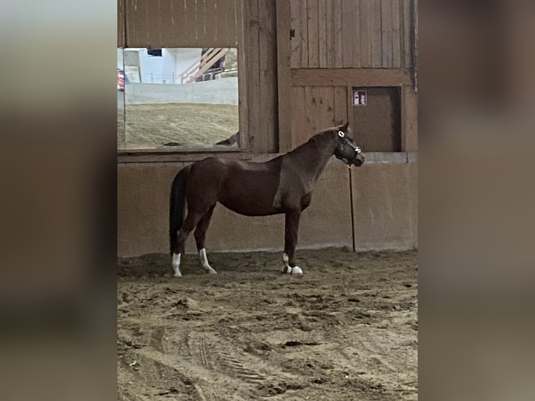 NRPS Jument 17 Ans 142 cm Alezan in Schrobenhausen