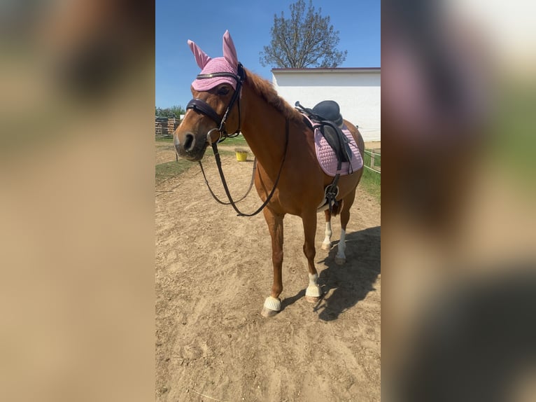 NRPS Jument 17 Ans 142 cm Alezan in Schrobenhausen