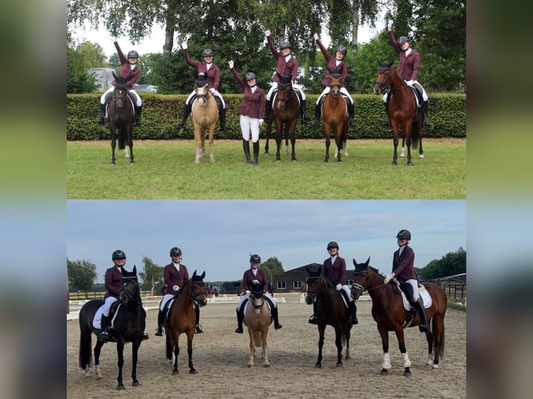 NRPS Jument 17 Ans 143 cm Bai in Beilen