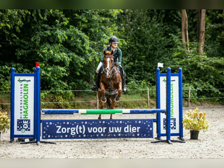 NRPS Croisé Jument 18 Ans 153 cm Alezan in Haalderen