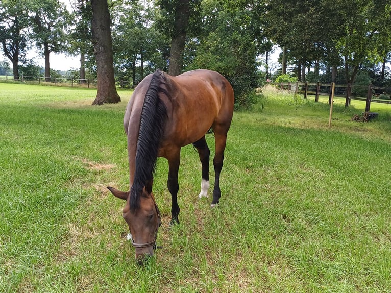 NRPS Jument 19 Ans 168 cm Bai brun in Wietmarschen
