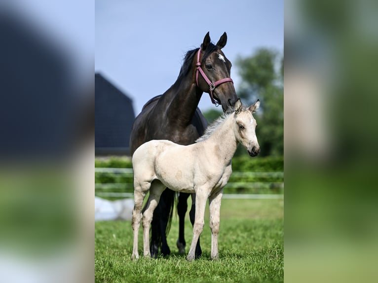 NRPS Jument 1 Année 140 cm Buckskin in Apeldoorn