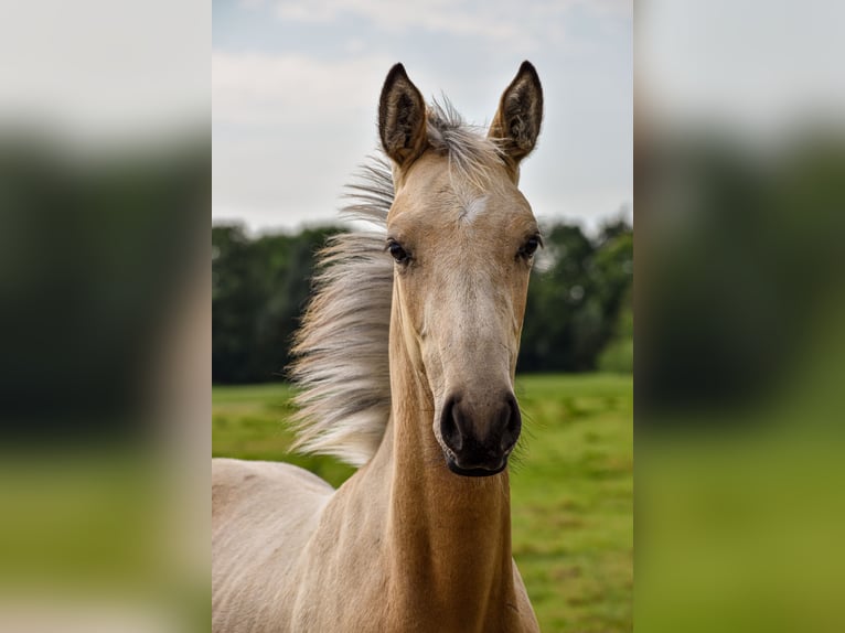 NRPS Jument 1 Année 140 cm Buckskin in Apeldoorn