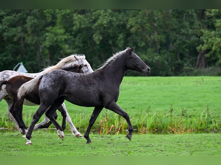 NRPS Jument 1 Année 148 cm Léopard in Wassenaar