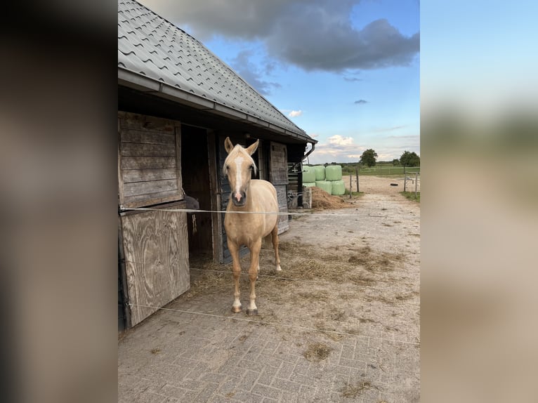 NRPS Croisé Jument 1 Année 155 cm Cremello in Veeningen
