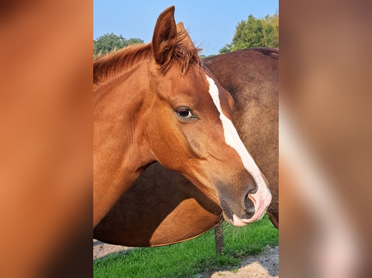 NRPS Jument 1 Année 168 cm Alezan brûlé in Stieltjeskanaal