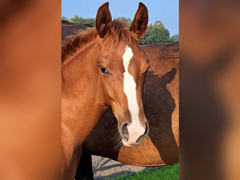 NRPS Jument 1 Année 168 cm Alezan brûlé in Stieltjeskanaal