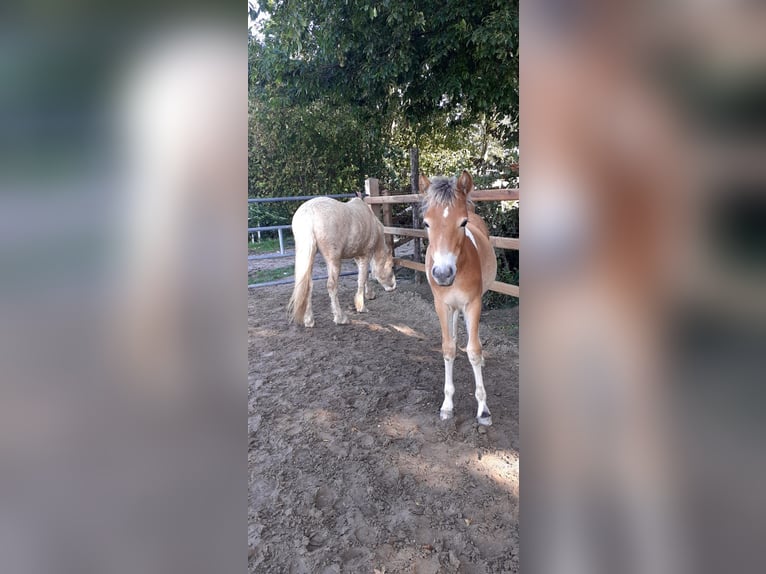 NRPS Jument 2 Ans 136 cm Alezan in Oosterwolde Gld