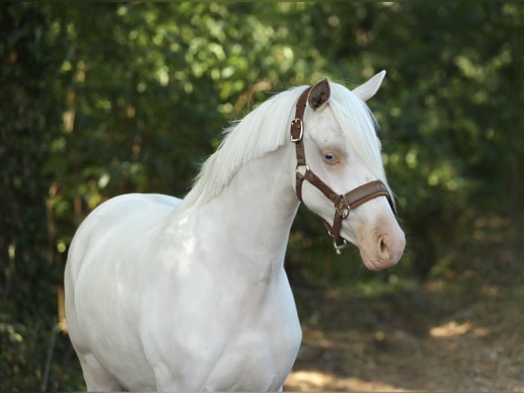 NRPS Jument 2 Ans 144 cm Cremello in Aalten
