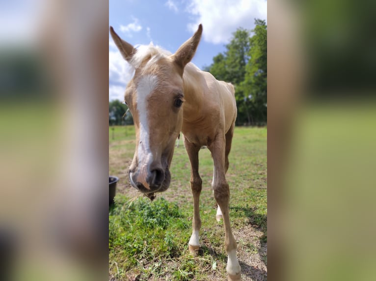 NRPS Jument 2 Ans 153 cm Palomino in Dwingeloo