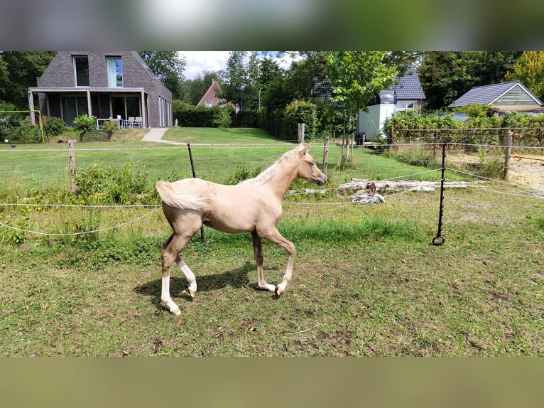 NRPS Jument 2 Ans 153 cm Palomino in Dwingeloo