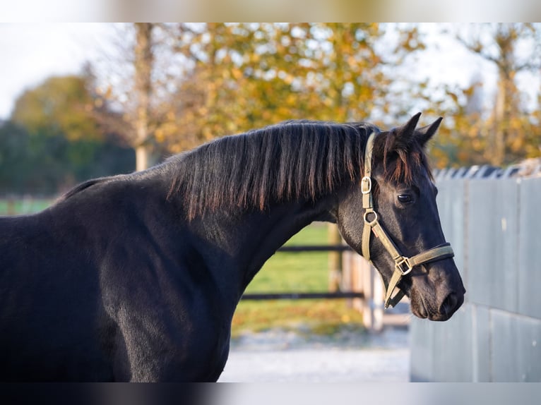 NRPS Jument 2 Ans 160 cm Noir in Groningen