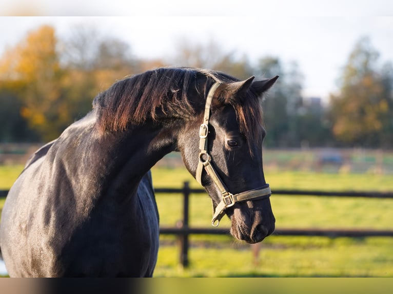 NRPS Jument 2 Ans 160 cm Noir in Groningen