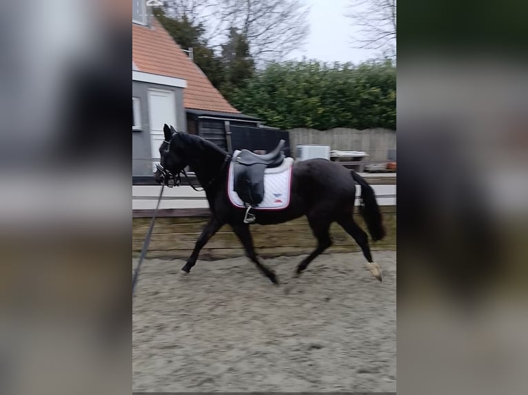 NRPS Jument 3 Ans 134 cm Bai brun foncé in Heijningen