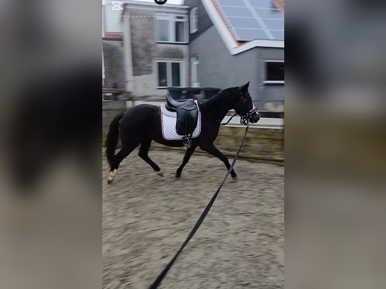 NRPS Jument 3 Ans 134 cm Bai brun foncé in Heijningen