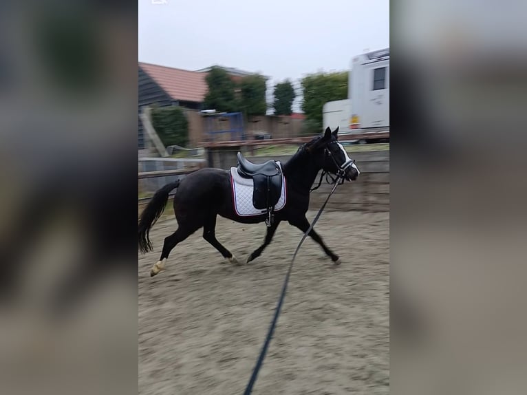 NRPS Jument 3 Ans 134 cm Bai brun foncé in Heijningen