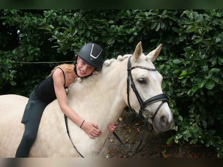 NRPS Jument 3 Ans 137 cm Palomino in Hooge Mierde